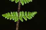 Hairy lipfern